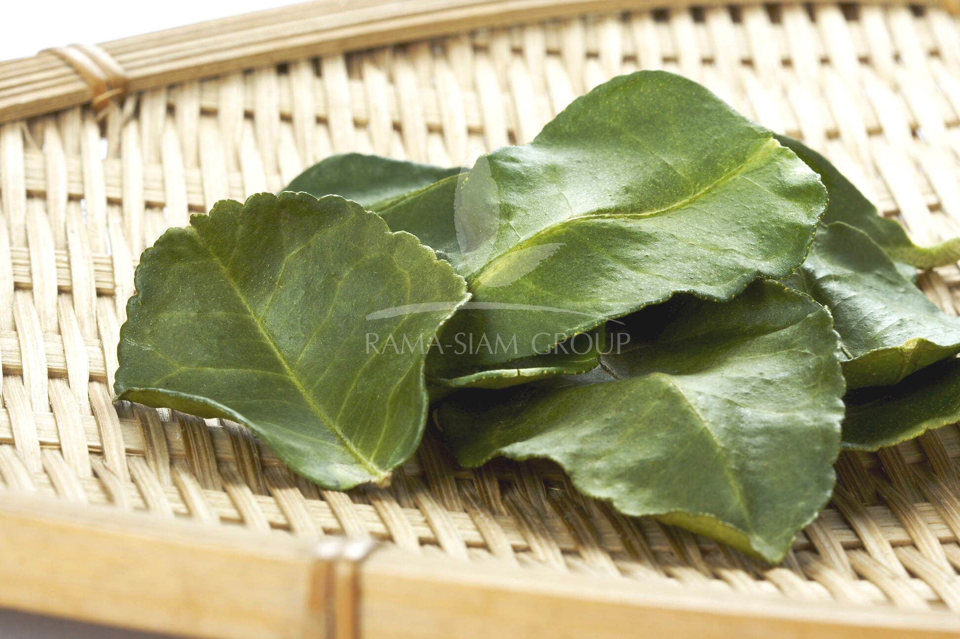KAFFIR LIME LEAVES